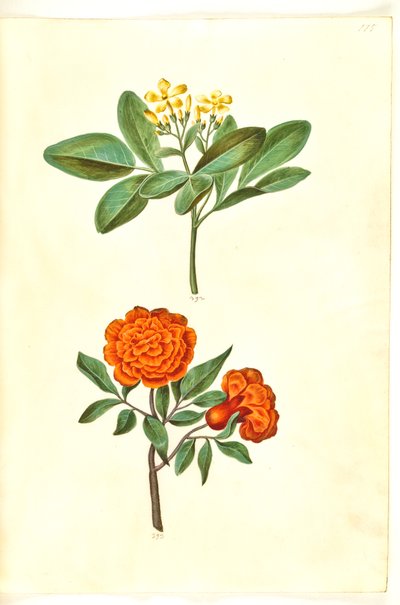 Jasminum odoratissimus (estu-jasmim); Granada Punica (granatæble) de Hans Simon Holtzbecker