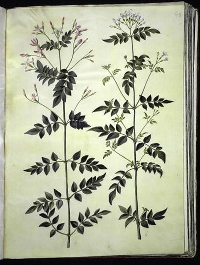 Jasminum officinale (Jasmim) de Hans Simon Holtzbecker