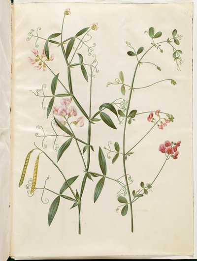 Lathyrus sylvestris (vagem plana da floresta); Lathyrus tuberosus (vagem plana de tubérculo) de Hans Simon Holtzbecker