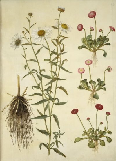 Leucanthemum vulgare (olho de boi branco); Bellis perennis (margarida comum) de Hans Simon Holtzbecker