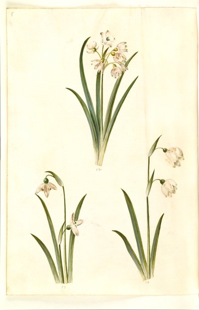 Leucojum aestivum (ameixa de verão); Galanthus nivalis (gota-de-neve comum); Leucojum vernum (lírio Dorotea) de Hans Simon Holtzbecker