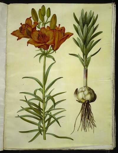 Lilium bulbiferum (lírio de fogo) de Hans Simon Holtzbecker
