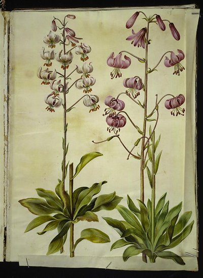 Lilium martagon (lírio de grinalda) de Hans Simon Holtzbecker