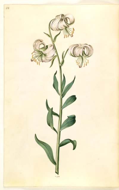 Lilium martagon (lírio de grinalda) de Hans Simon Holtzbecker
