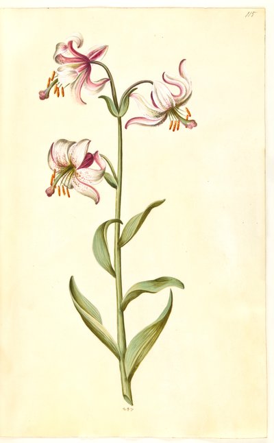 Lilium martagon (lírio de grinalda) de Hans Simon Holtzbecker