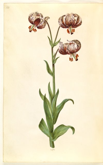Lilium martagon (lírio de grinalda) de Hans Simon Holtzbecker