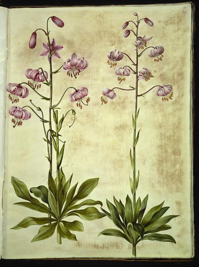 Lilium martagon (lírio de grinalda) de Hans Simon Holtzbecker