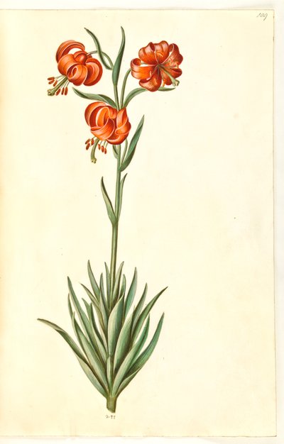 Lírio Pompon (pompon-lilje) de Hans Simon Holtzbecker