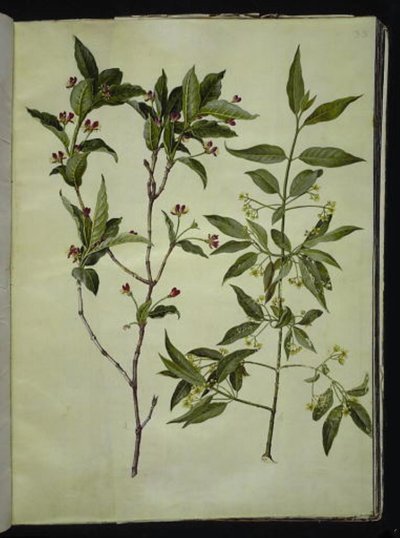 Lonicera alpigena (folha de cabra alpina); Euonymus europaeus (bonewood comum) de Hans Simon Holtzbecker