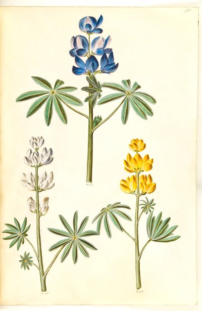 Lobo peludo (blå tremoço); tremoço branco (tremoço hvid); tremoço amarelo (gul tremoço) de Hans Simon Holtzbecker