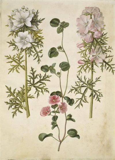 Malva moschata (dossel de almíscar); Malva ou Malope (arte af katost ou mallope) de Hans Simon Holtzbecker