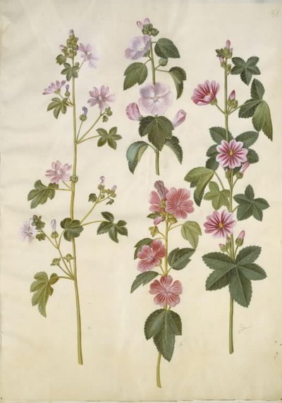 Malva sylvestris (queijo de gato comum); Lavatera thuringiaca (rosa de álamo alemão) de Hans Simon Holtzbecker