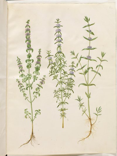 Mentha pulegium (hortelã polej); Mentha cervina (hortelã de veado); Mentha (espécie de hortelã) de Hans Simon Holtzbecker