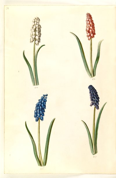 Muscari botryoides (jacinto pérola comum) de Hans Simon Holtzbecker