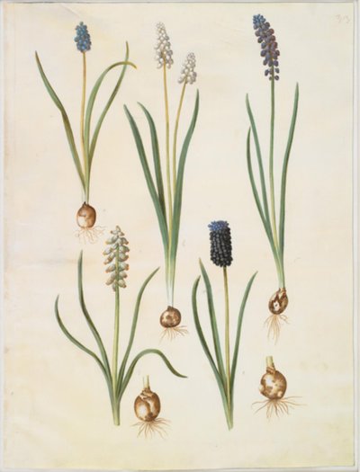 Muscari botryoides (almindelig perlehyacint); Muscari racemosum (muskat-perlehyacint); Muscari negligenciado de Hans Simon Holtzbecker