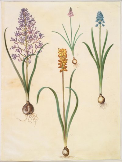 Muscari comosum (jacinto flor); Scilla autumnalis (høst-skilla); Hyacinthoides italica (italiensk klokeskilla); Muscari macrocarpum (jacinto pérola amarelo) de Hans Simon Holtzbecker
