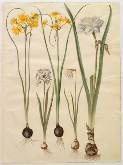Narciso jonquilla (siv-narcis); Narciso tazetta (tazet); Narciso pseudonarcissus moschatus (musk-narciso); narciso poético (pinselilje) de Hans Simon Holtzbecker