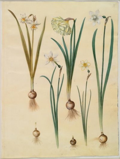 Narciso ×mediluteus (toblomstret narciso); Narciso pseudonarciso; Narciso (narciso); Narciso poético (pinselilje); Narciso × mais fino de Hans Simon Holtzbecker
