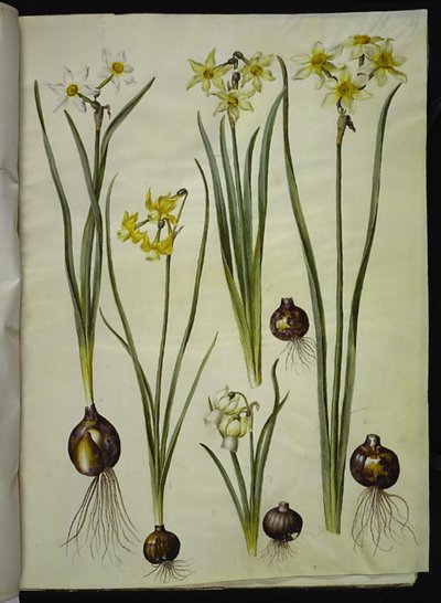 Narciso poético (pinselilje); Narciso triandrus (orquídea-narciso); Narciso ×mediluteus (toblomstret narciso) de Hans Simon Holtzbecker
