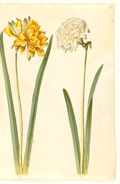 Narciso pseudonarciso (narciso) de Hans Simon Holtzbecker