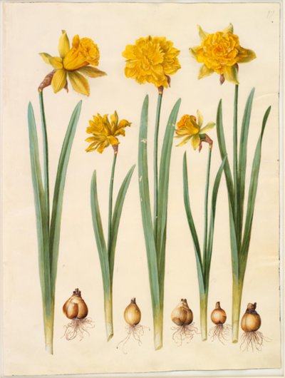 Narciso pseudonarciso de Hans Simon Holtzbecker