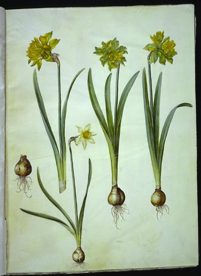 Narciso pseudonarciso; Narciso? ×incomparável (ter-narcisista) de Hans Simon Holtzbecker