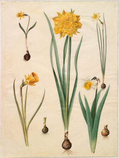 Narciso pseudonarciso menor; Narciso pseudonarciso (narciso); Narciso × tenuor; Narciso bulbocodium (narciso crinolina); Narciso pseudonarciso bicolor (narciso de duas cores) de Hans Simon Holtzbecker