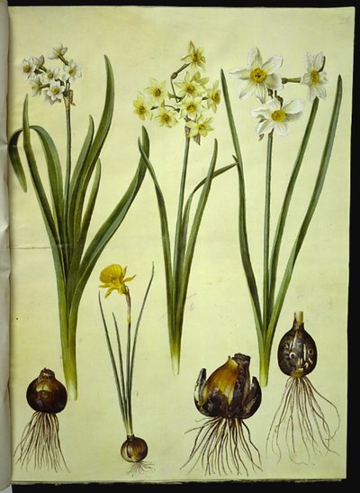 Narciso tazetta (tazet); Narciso ×medioluteus (toblomstret narcis); Narciso bulbocodium (krinolina-narcis) de Hans Simon Holtzbecker