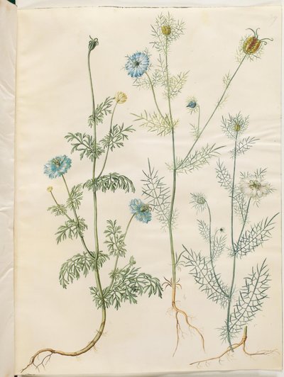 Nigella sativa (cominho preto); Nigella damascena (virgem no verde) de Hans Simon Holtzbecker