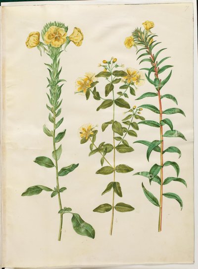 Oenothera biennis (prímula bienal); Hypericum hircinum (erva de São João fedorenta); Oenothera rubricaulis (prímula de frutas vermelhas) de Hans Simon Holtzbecker