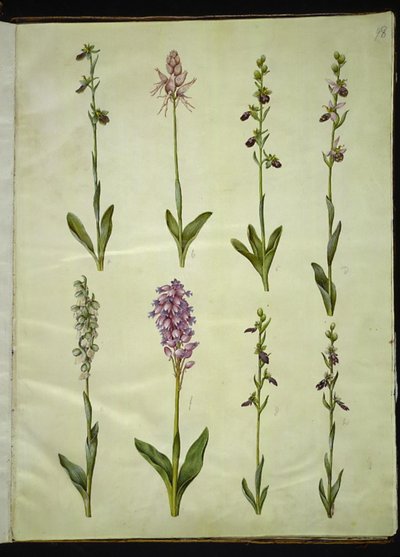 Ophrys apifera ou Ophrys sphegodes (flor da mosca da abelha ou flor da mosca precoce); "Orchis simia" (flor da fantasia); Ophrys apifera (flor da abelha); Orchis (erva cuco); Orchis militaris (Erva Cuco do Cavaleiro); Ophrys insectifera (mosca comum) de Hans Simon Holtzbecker