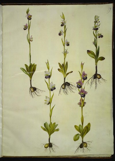 Ophrys fuciflora (drone-flueblomst) de Hans Simon Holtzbecker