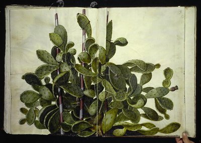 Opuntia ficus-indica, Opuntia humifusa ou Opuntia monacantha (arte af figenkaktus) de Hans Simon Holtzbecker