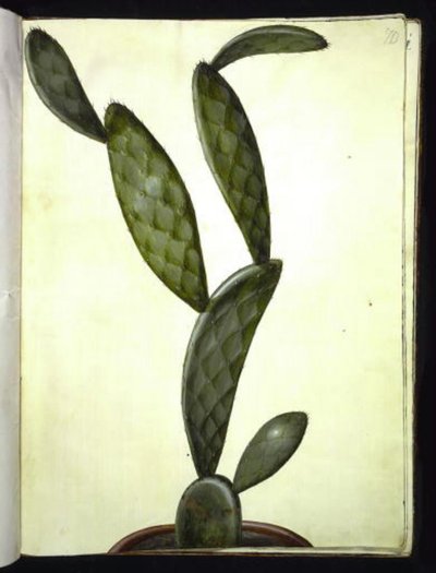 Opuntia monacantha de Hans Simon Holtzbecker