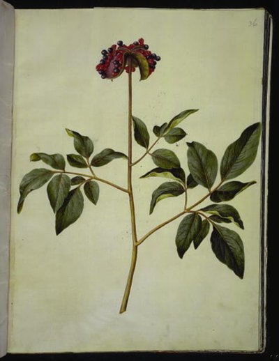 Peônia masculina (rosa-silkeplante) de Hans Simon Holtzbecker