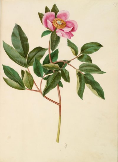 Peônia macho (peão storbladet) de Hans Simon Holtzbecker