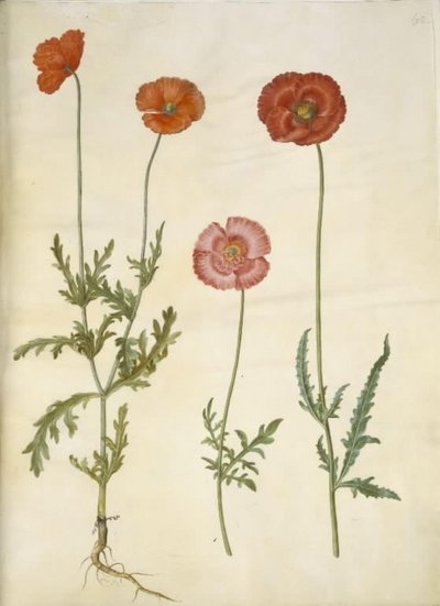Papaver dubium (papoula); Papaver rhoeas (papoula de grãos) de Hans Simon Holtzbecker