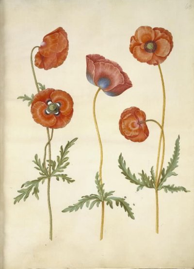 Papaver rhoeas (papoula de grãos) de Hans Simon Holtzbecker