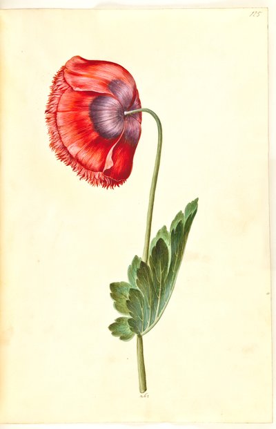 Papoila de ópio (papoula de ópio) de Hans Simon Holtzbecker