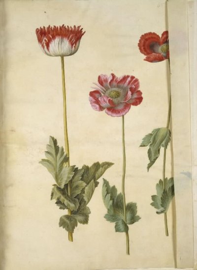 Papoila de ópio (papoula de ópio) de Hans Simon Holtzbecker