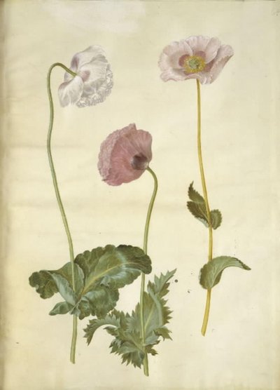 Papoila de ópio (papoula de ópio) de Hans Simon Holtzbecker