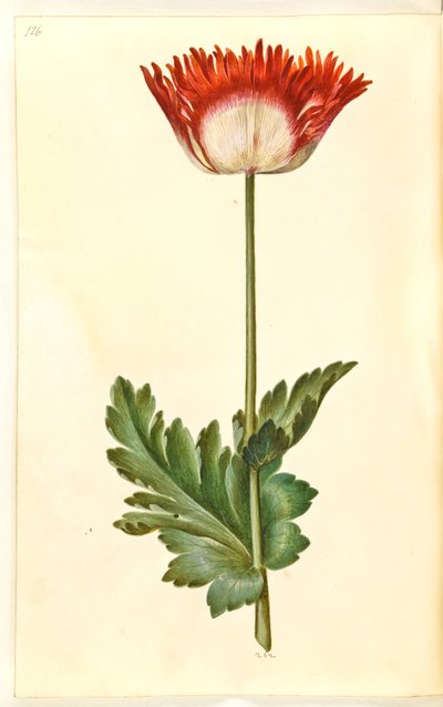 Papoila de ópio (papoula de ópio) de Hans Simon Holtzbecker