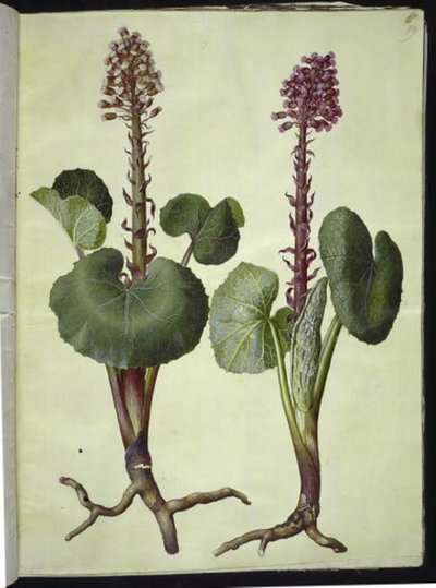 Petasites hybridus (ferradura vermelha) de Hans Simon Holtzbecker