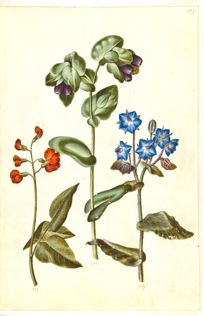 Phaseolus coccineus (feijão de jabuticaba); Cerinthe major (grande cera); Borago officinalis (borragem comum) de Hans Simon Holtzbecker