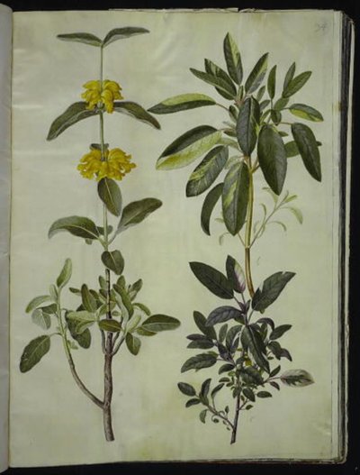 Phlomis fruticosa (dragão-boi comum); Salvia officinalis (sálvia) de Hans Simon Holtzbecker