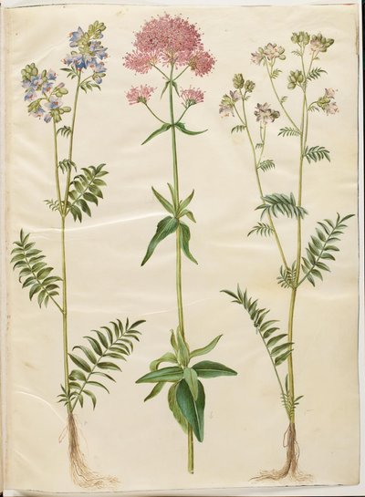 Polemonium caeruleum (escada de Jacob comum); Centranthus ruber (valeriana esporo vermelho) de Hans Simon Holtzbecker