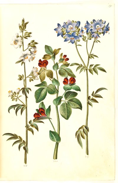 Polemonium caeruleum (escada de Jacob comum); Lotus tetragonolobus (ervilha de espargos) de Hans Simon Holtzbecker