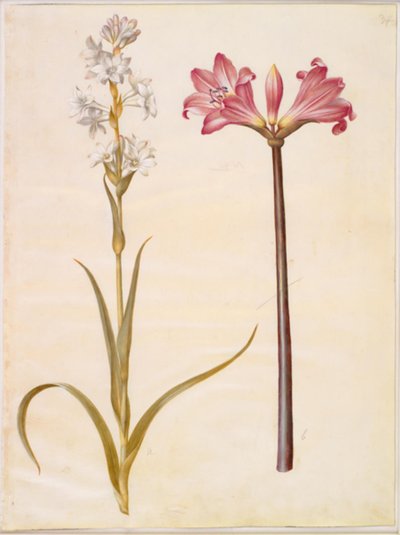 Polianthes tuberosa (tuberose); Amaryllis belladonna (belladonnallje) de Hans Simon Holtzbecker