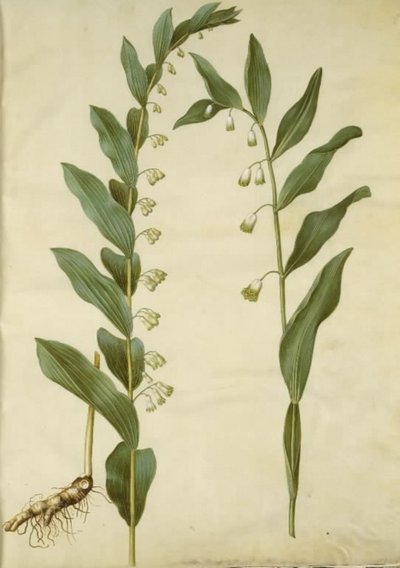 Polygonatum multiflorum (stor konval); Polygonatum odoratum (kantet konval) de Hans Simon Holtzbecker