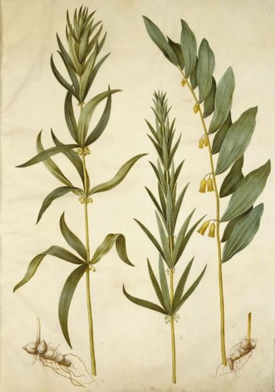 Polygonatum verticillatum (coroa de lírio do vale); Polygonatum multiflorum (grande lírio do vale) de Hans Simon Holtzbecker
